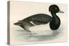 Tupted Duck-Beverley R. Morris-Stretched Canvas