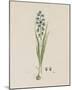 Turauoise Ixia-Robert Jacob Gordon-Mounted Giclee Print