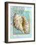 Turban Shell and Coral-Lori Schory-Framed Art Print