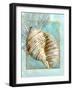 Turban Shell and Coral-Lori Schory-Framed Art Print