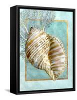Turban Shell and Coral-Lori Schory-Framed Stretched Canvas