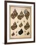 Turban Shells-N. G. Geve-Framed Giclee Print