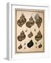 Turban Shells-N. G. Geve-Framed Giclee Print