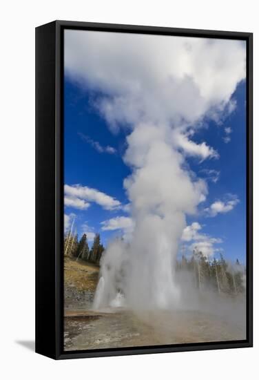 Turban, Vent and Grand Geysers Erupt, Upper Geyser Basin, Yellowstone National Park, Wyoming, Usa-Eleanor Scriven-Framed Stretched Canvas