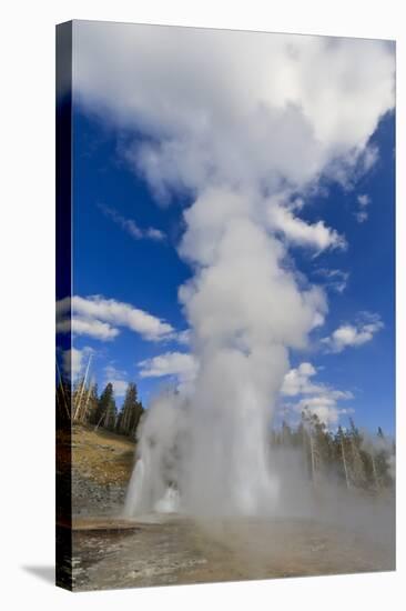 Turban, Vent and Grand Geysers Erupt, Upper Geyser Basin, Yellowstone National Park, Wyoming, Usa-Eleanor Scriven-Stretched Canvas