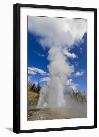 Turban, Vent and Grand Geysers Erupt, Upper Geyser Basin, Yellowstone National Park, Wyoming, Usa-Eleanor Scriven-Framed Photographic Print