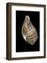 Turbinella Pyrum-Paul Starosta-Framed Photographic Print