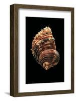 Turbo Argyrostomus-Paul Starosta-Framed Photographic Print