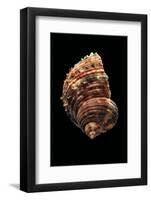 Turbo Argyrostomus-Paul Starosta-Framed Photographic Print