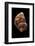 Turbo Argyrostomus-Paul Starosta-Framed Photographic Print