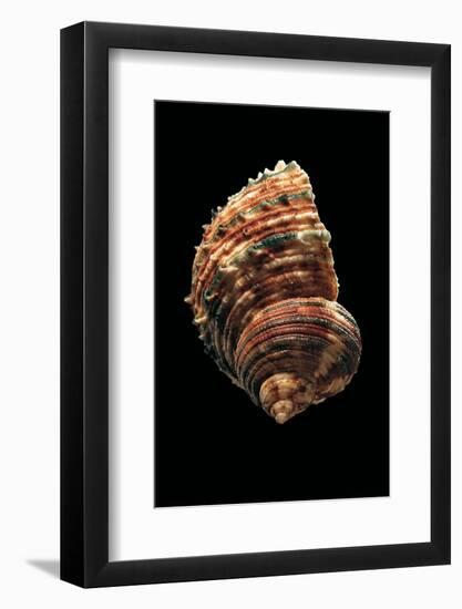 Turbo Argyrostomus-Paul Starosta-Framed Photographic Print