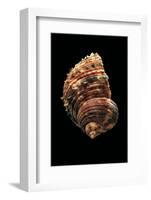 Turbo Argyrostomus-Paul Starosta-Framed Photographic Print