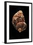 Turbo Argyrostomus-Paul Starosta-Framed Photographic Print