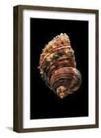 Turbo Argyrostomus-Paul Starosta-Framed Photographic Print