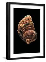 Turbo Argyrostomus-Paul Starosta-Framed Photographic Print