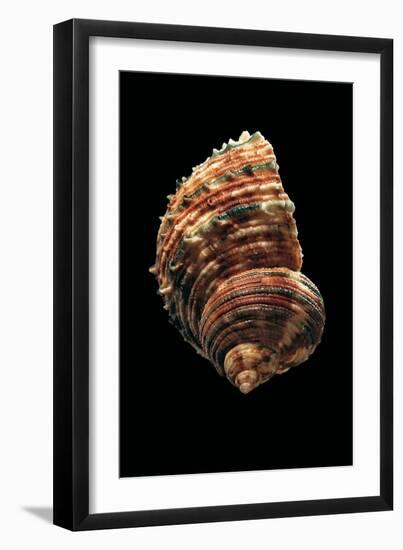 Turbo Argyrostomus-Paul Starosta-Framed Photographic Print