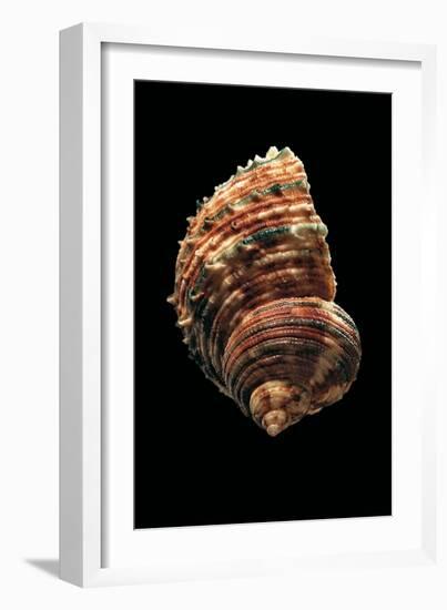 Turbo Argyrostomus-Paul Starosta-Framed Photographic Print