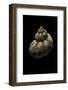 Turbo Canaliculatus-Paul Starosta-Framed Photographic Print