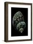 Turbo Chrysostomus-Paul Starosta-Framed Photographic Print