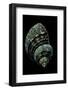 Turbo Chrysostomus-Paul Starosta-Framed Photographic Print