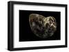 Turbo Petholatus-Paul Starosta-Framed Photographic Print