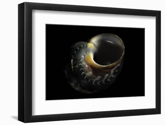 Turbo Petholatus-Paul Starosta-Framed Photographic Print