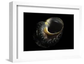 Turbo Petholatus-Paul Starosta-Framed Photographic Print