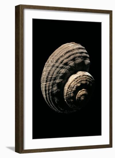 Turbo Torquatus-Paul Starosta-Framed Photographic Print