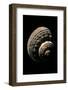 Turbo Torquatus-Paul Starosta-Framed Photographic Print