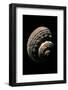 Turbo Torquatus-Paul Starosta-Framed Photographic Print