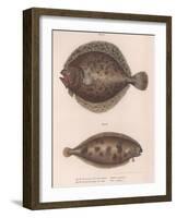 Turbot, (Rhombus Maximu), Common Sole (Solea Vulgari), C.1850S-null-Framed Giclee Print