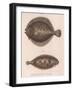 Turbot, (Rhombus Maximu), Common Sole (Solea Vulgari), C.1850S-null-Framed Giclee Print