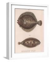 Turbot, (Rhombus Maximu), Common Sole (Solea Vulgari), C.1850S-null-Framed Giclee Print