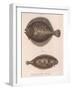 Turbot, (Rhombus Maximu), Common Sole (Solea Vulgari), C.1850S-null-Framed Giclee Print