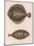 Turbot, (Rhombus Maximu), Common Sole (Solea Vulgari), C.1850S-null-Mounted Giclee Print