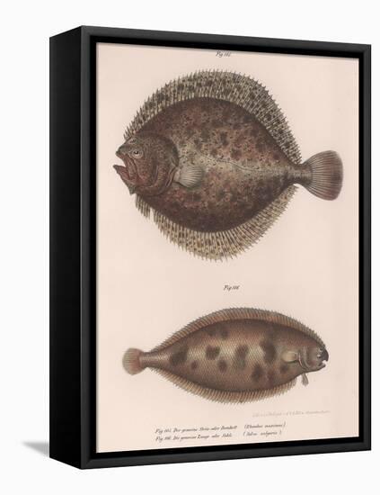 Turbot, (Rhombus Maximu), Common Sole (Solea Vulgari), C.1850S-null-Framed Stretched Canvas