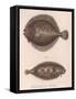 Turbot, (Rhombus Maximu), Common Sole (Solea Vulgari), C.1850S-null-Framed Stretched Canvas