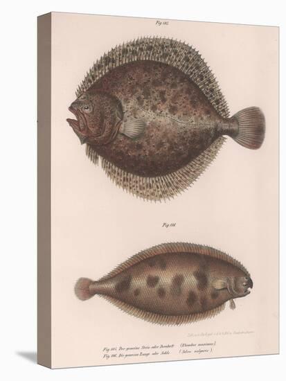 Turbot, (Rhombus Maximu), Common Sole (Solea Vulgari), C.1850S-null-Stretched Canvas