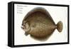 Turbot-Andreas-ludwig Kruger-Framed Stretched Canvas