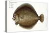 Turbot-Andreas-ludwig Kruger-Stretched Canvas