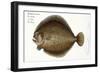 Turbot-Andreas-ludwig Kruger-Framed Giclee Print