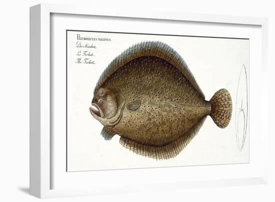 Turbot-Andreas-ludwig Kruger-Framed Giclee Print