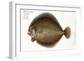 Turbot-Andreas-ludwig Kruger-Framed Giclee Print