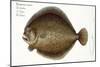 Turbot-Andreas-ludwig Kruger-Mounted Giclee Print