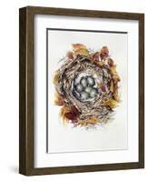 Turdus Viscivorus, 2000-Sandra Lawrence-Framed Giclee Print