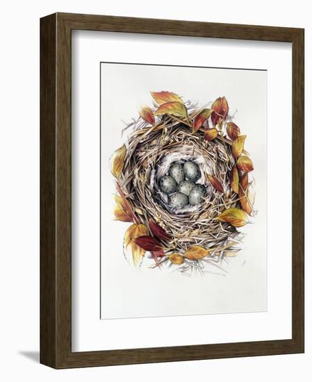 Turdus Viscivorus, 2000-Sandra Lawrence-Framed Giclee Print