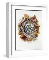 Turdus Viscivorus, 2000-Sandra Lawrence-Framed Giclee Print