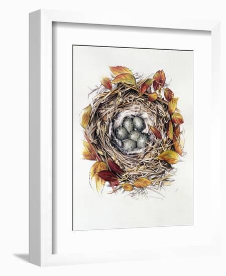 Turdus Viscivorus, 2000-Sandra Lawrence-Framed Giclee Print