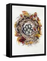 Turdus Viscivorus, 2000-Sandra Lawrence-Framed Stretched Canvas