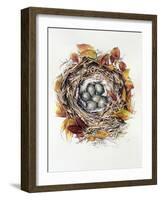 Turdus Viscivorus, 2000-Sandra Lawrence-Framed Giclee Print